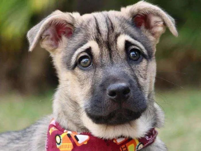 Cachorro raça SRD  idade 2 a 6 meses nome Mercúrio 