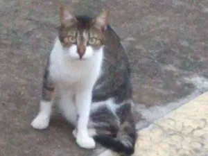 Gato raça Srd idade 2 a 6 meses nome Bia