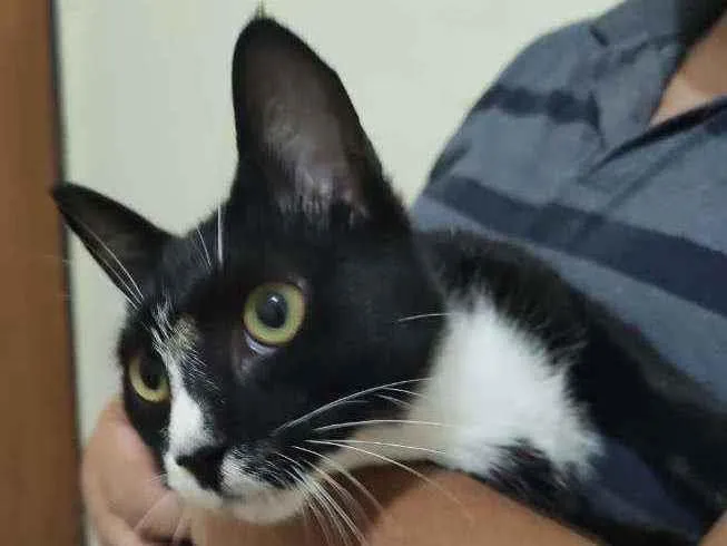 Gato raça Srd idade 2 a 6 meses nome Sarah
