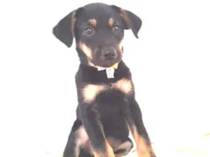 Cachorro raça SRD idade 2 a 6 meses nome Mary