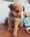 Brisa,Fuba e Broinha
