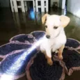 Brisa,Fuba e Broinha