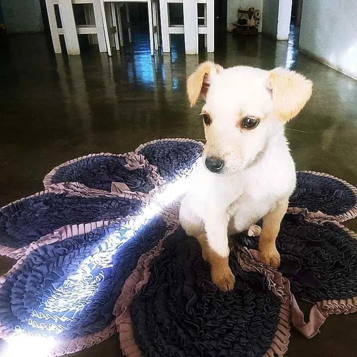 Cachorro ra a  idade 2 a 6 meses nome Brisa,Fuba e Broinha