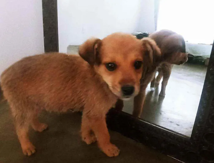 Cachorro ra a  idade 2 a 6 meses nome Brisa,Fuba e Broinha