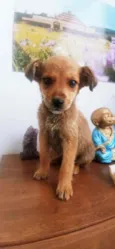 Brisa,Fuba e Broinha