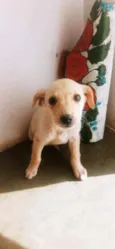 Brisa,Fuba e Broinha