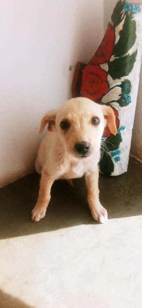 Cachorro ra a  idade 2 a 6 meses nome Brisa,Fuba e Broinha
