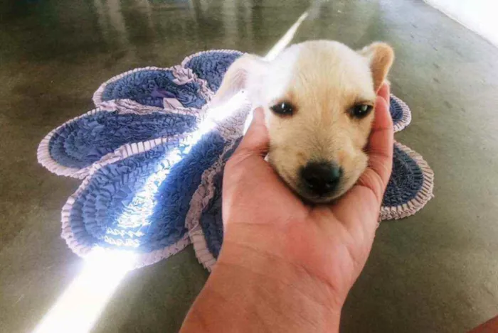 Cachorro ra a  idade 2 a 6 meses nome Brisa,Fuba e Broinha