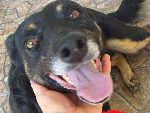 Cachorro ra a Virá lata idade 5 anos nome Chip