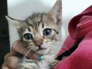 Gato raça Srd idade 2 a 6 meses nome Pingo