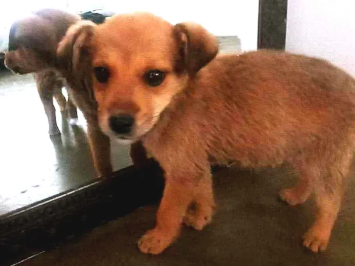 Cachorro ra a  idade 2 a 6 meses nome Brisa,Fuba e Broinha