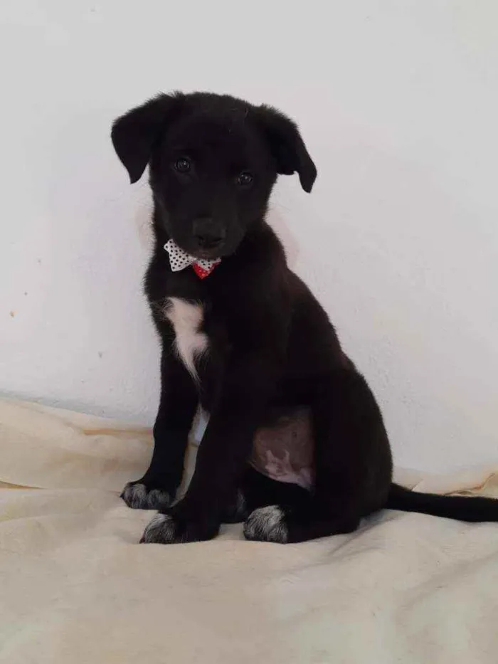 Cachorro raça SRD idade 2 a 6 meses nome Princess