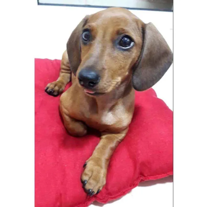 Cachorro ra a Salsicha idade 2 a 6 meses nome Mel