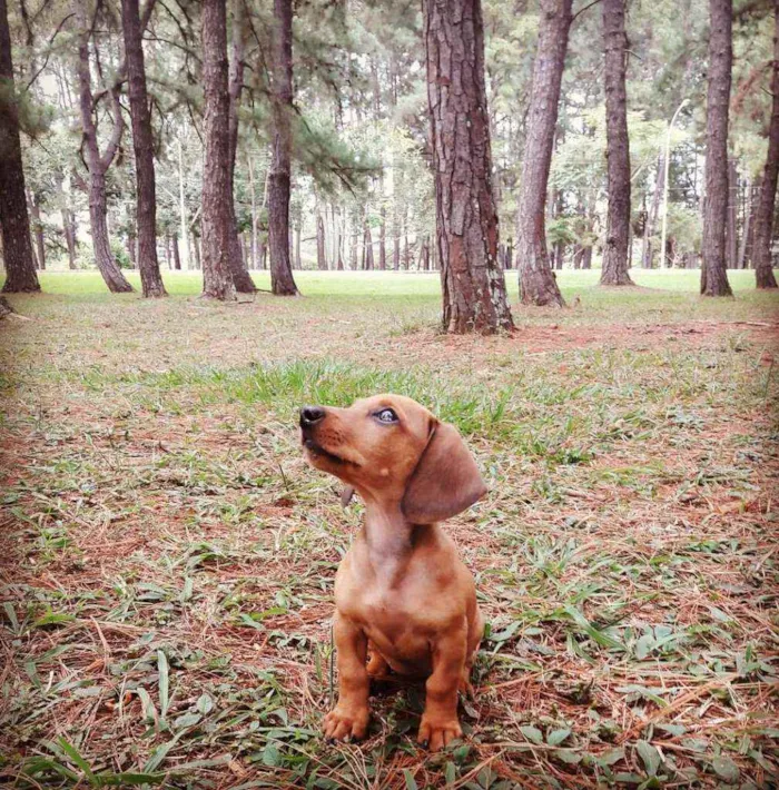 Cachorro ra a Salsicha idade 2 a 6 meses nome Mel