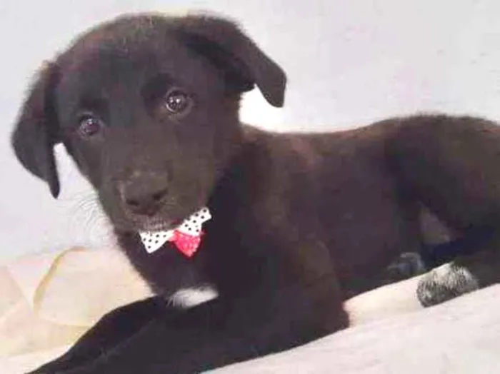 Cachorro raça SRD idade 2 a 6 meses nome Princess