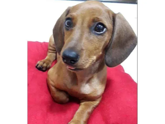 Cachorro ra a Salsicha idade 2 a 6 meses nome Mel