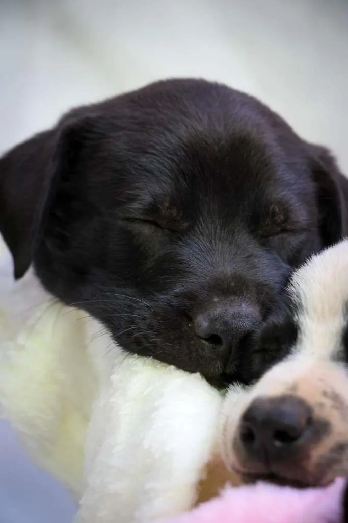 Cachorro raça SRD-ViraLata idade Abaixo de 2 meses nome Cajuzinha