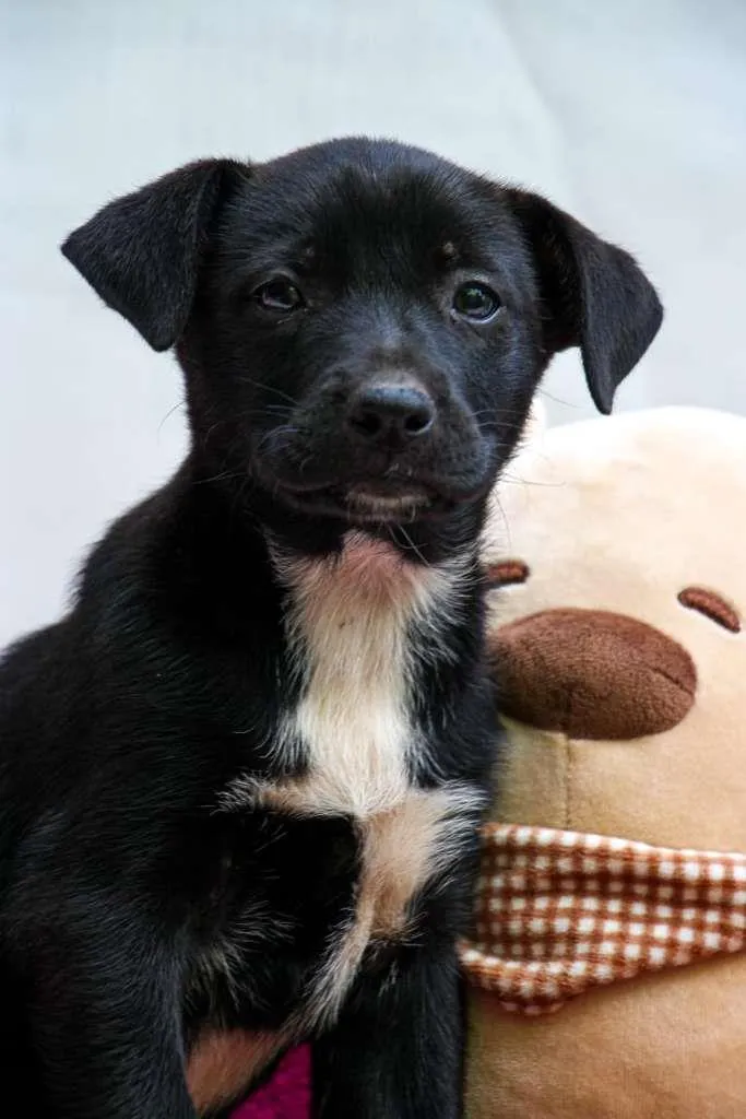 Cachorro raça SRD-ViraLata idade Abaixo de 2 meses nome Cajuzinha
