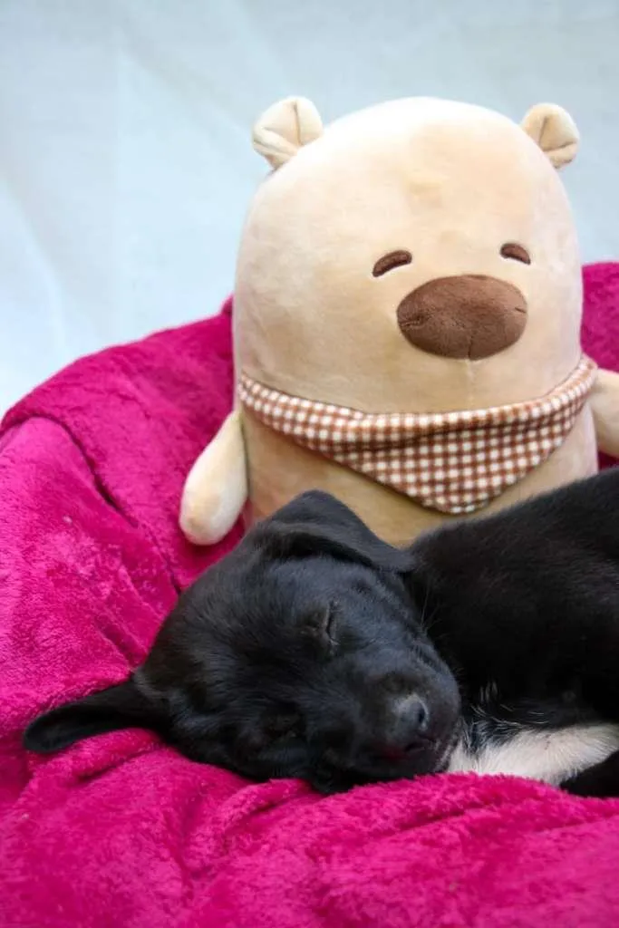 Cachorro raça SRD-ViraLata idade Abaixo de 2 meses nome Cajuzinha