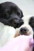 Brigadeiro