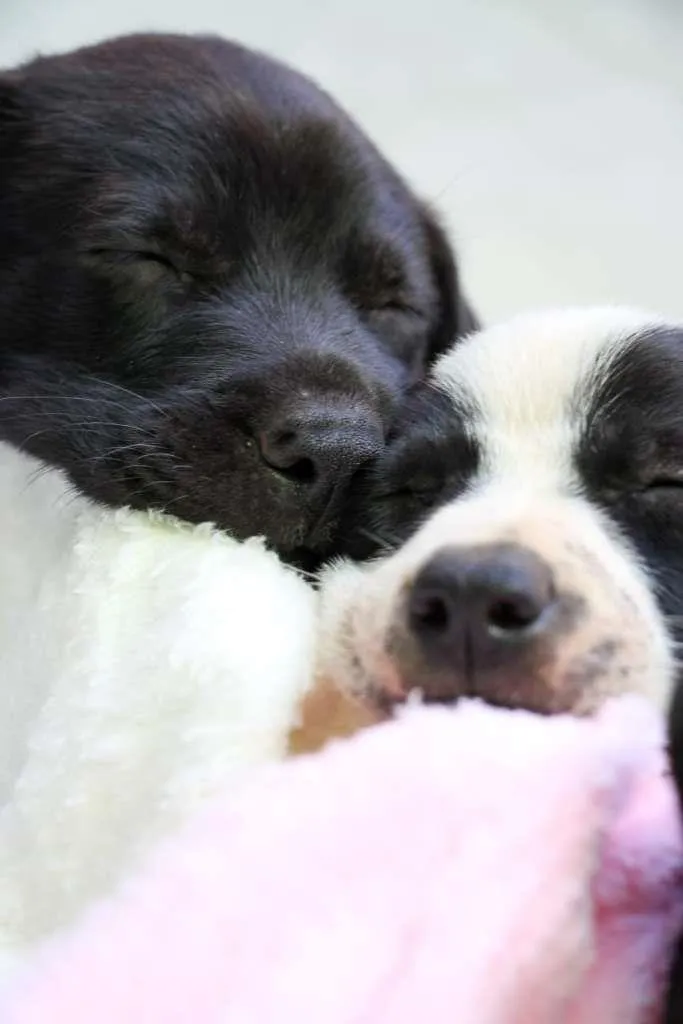 Cachorro raça SRD-ViraLata idade Abaixo de 2 meses nome Brigadeiro