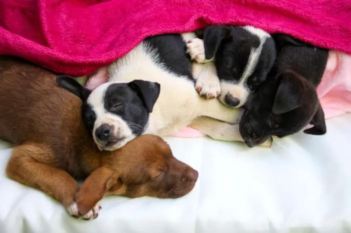 Cachorro raça SRD-ViraLata idade Abaixo de 2 meses nome Brigadeiro