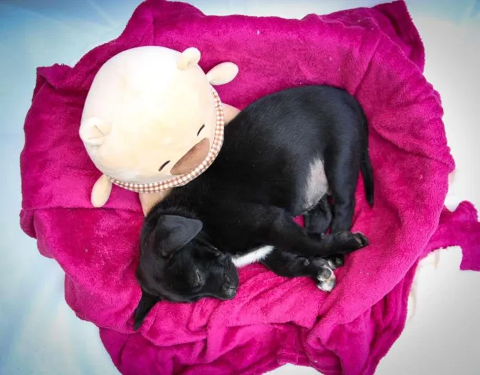 Cachorro raça SRD-ViraLata idade Abaixo de 2 meses nome Brigadeiro