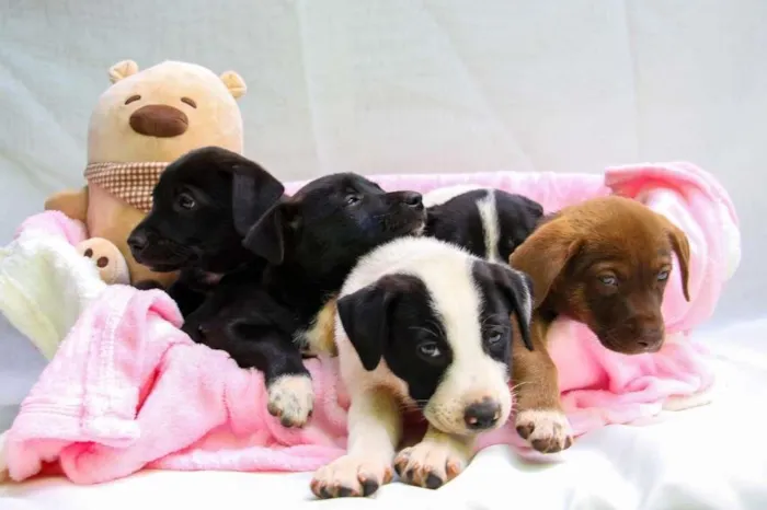 Cachorro raça SRD-ViraLata idade Abaixo de 2 meses nome Beijinho