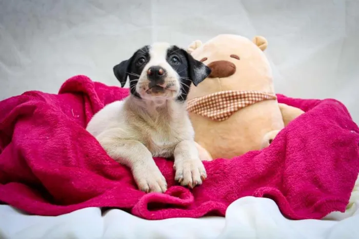 Cachorro raça SRD-ViraLata idade Abaixo de 2 meses nome Beijinho