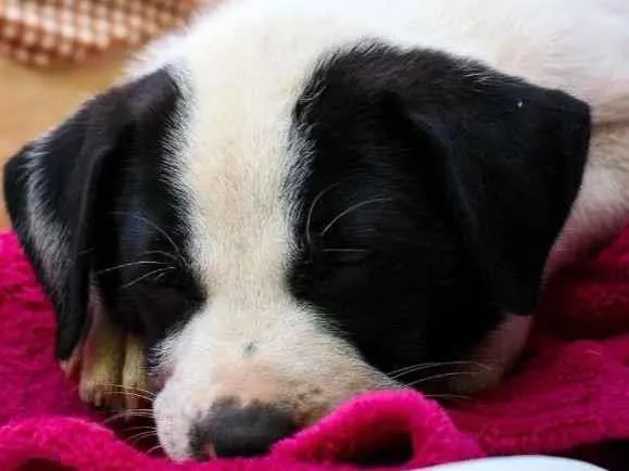 Gato raça SRD-ViraLata idade Abaixo de 2 meses nome Cocada