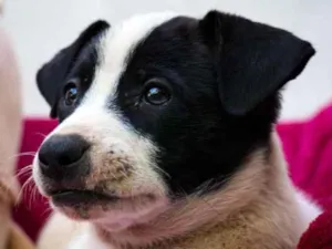 Gato raça SRD-ViraLata idade Abaixo de 2 meses nome Cocada