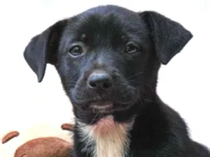 Cachorro raça SRD-ViraLata idade Abaixo de 2 meses nome Cajuzinha