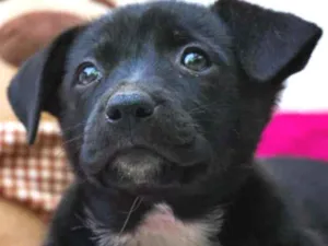 Cachorro raça SRD-ViraLata idade Abaixo de 2 meses nome Brigadeiro