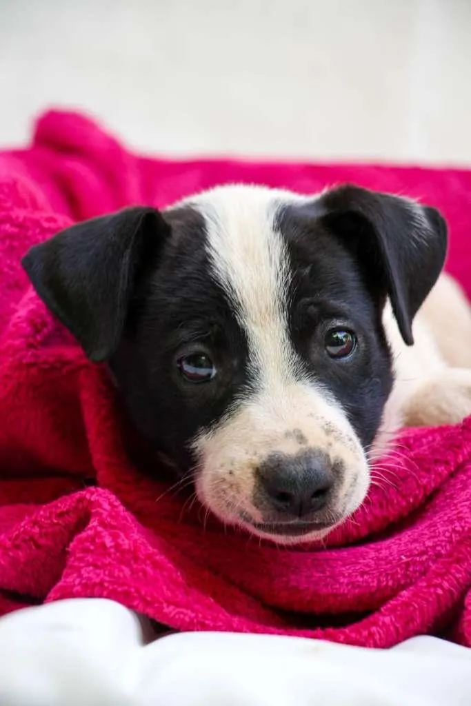 Cachorro raça SRD-ViraLata idade Abaixo de 2 meses nome Quindim