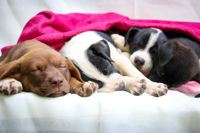 Cachorro raça SRD-ViraLata idade Abaixo de 2 meses nome Quindim
