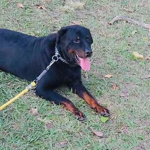 Cachorro raça Rotweiller idade 5 anos nome Bruno