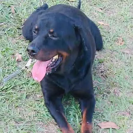 Cachorro raça Rotweiller idade 5 anos nome Bruno