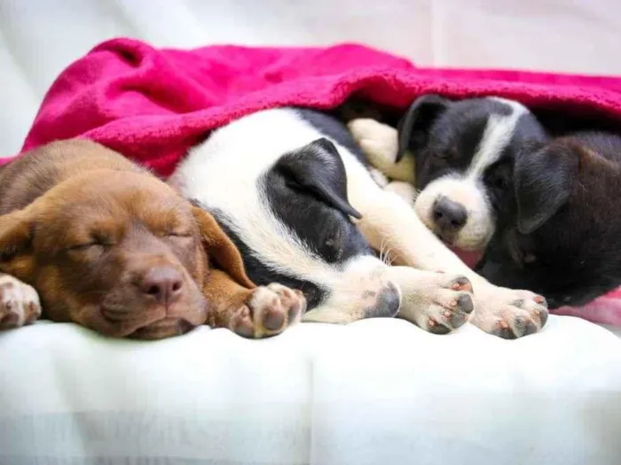 Cachorro raça SRD-ViraLata idade Abaixo de 2 meses nome Quindim