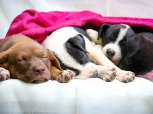 Cachorro raça SRD-ViraLata idade Abaixo de 2 meses nome Quindim
