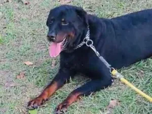 Cachorro raça Rotweiller idade 5 anos nome Bruno