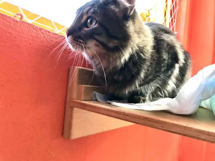 Gato raça Srd idade 1 ano nome Haruki peludinho 