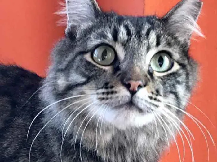 Gato raça Srd idade 1 ano nome Haruki peludinho 