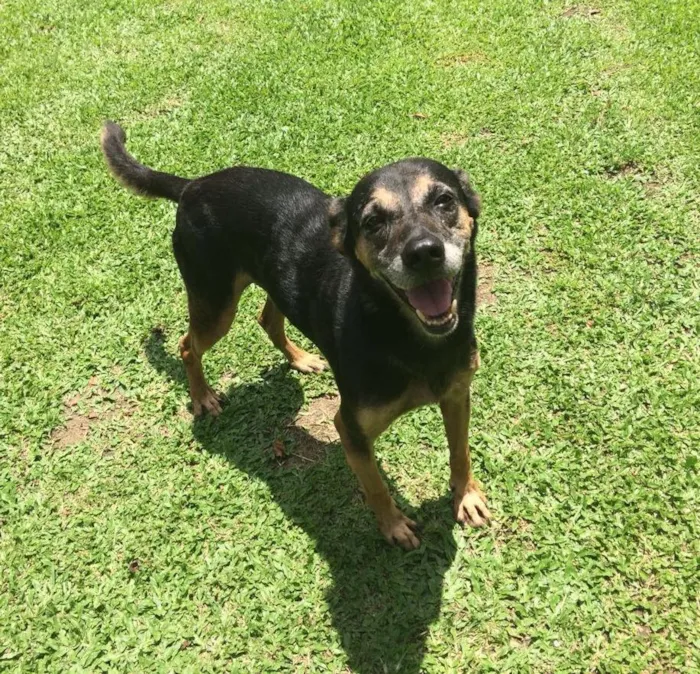 Cachorro ra a  idade 6 ou mais anos nome Beto