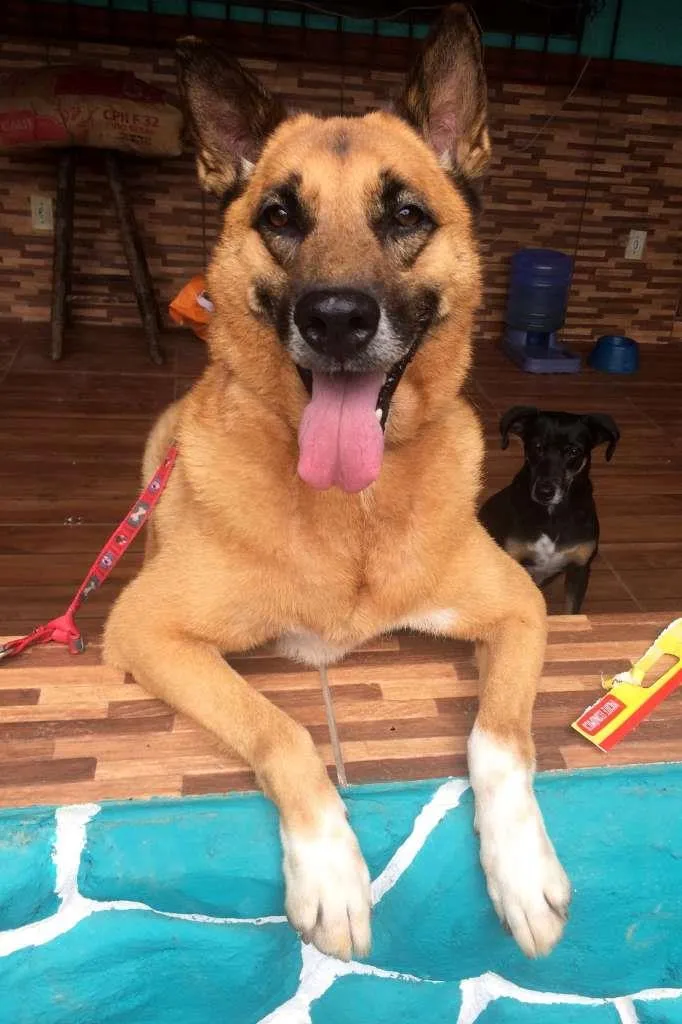 Cachorro ra a  idade 6 ou mais anos nome Bob
