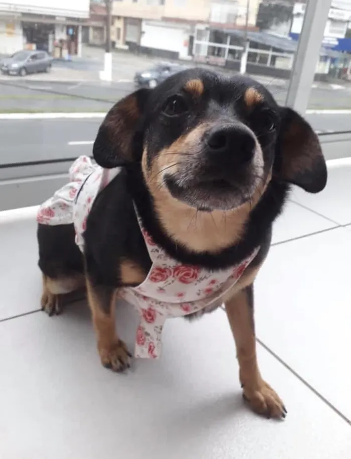 Cachorro ra a  idade 5 anos nome Clementina