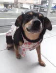 Clementina