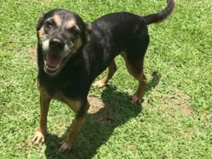 Cachorro raça  idade 6 ou mais anos nome Beto