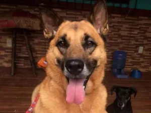 Cachorro raça  idade 6 ou mais anos nome Bob