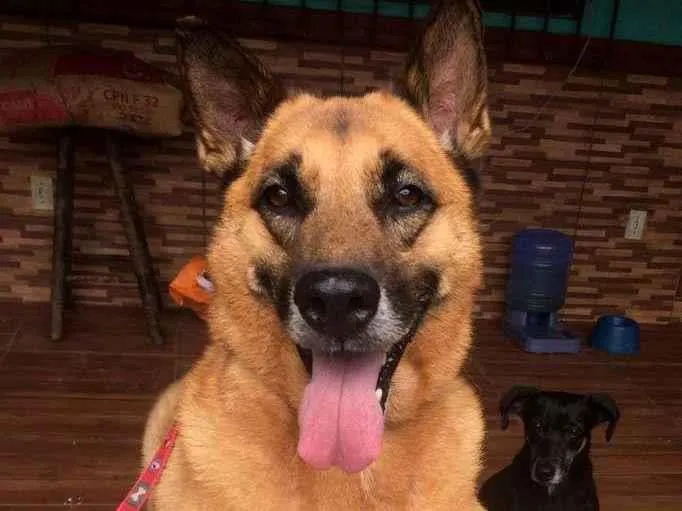 Cachorro ra a  idade 6 ou mais anos nome Bob