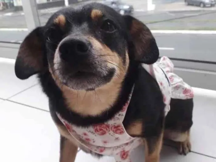 Cachorro ra a  idade 5 anos nome Clementina